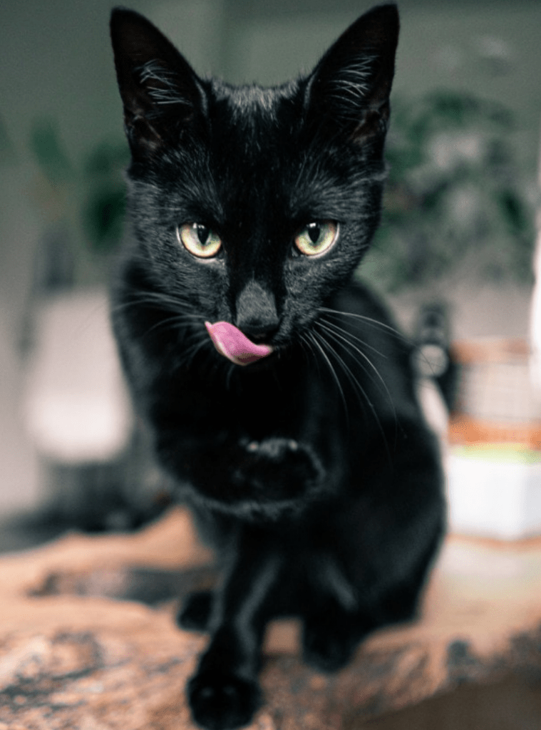 cooking for your cat